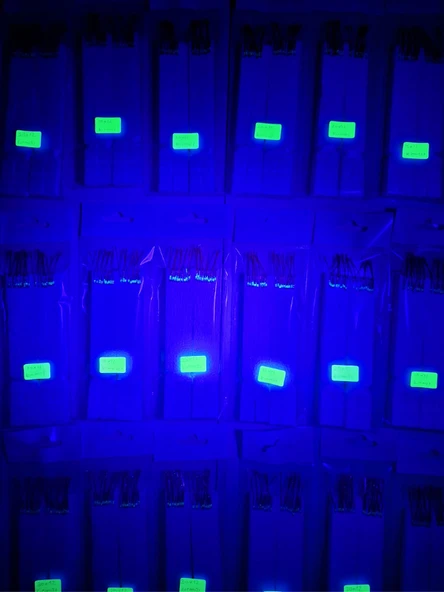 Eagenset Çapari, İstavrit Çaparisi, Uv Neon Kırmızı + Fuşya + Kırçıl Balık Sırtı Sim, 11 No Beyaz İğne, 10 İğneli Çapari 2li Paket - 6