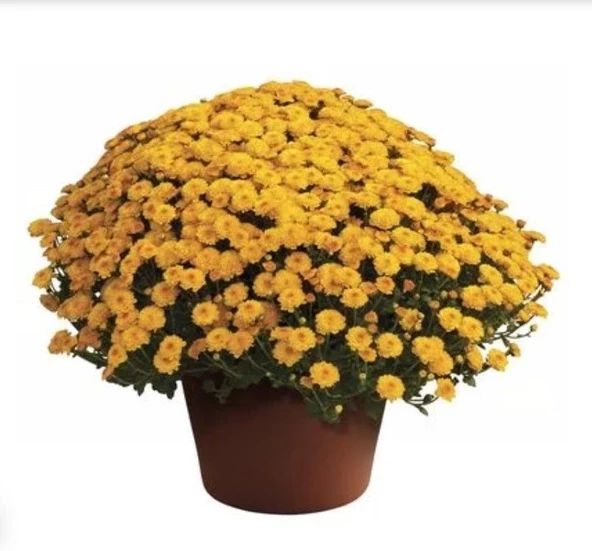 Özel  Gigi Gold Kasımpatı Krizantem Çiçeği Fidesi (1 adet)