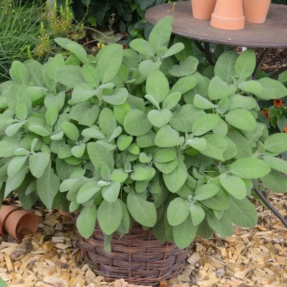 Culinaria Adaçayı Fidesi (10 adet ) ürün görseli 1