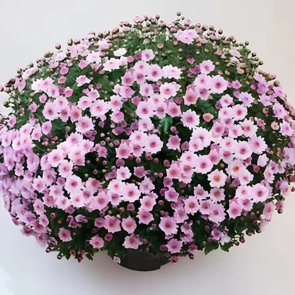 Özel Bransmart Pink Kasımpatı Krizantem Çiçeği Fidesi (1 Adet) )