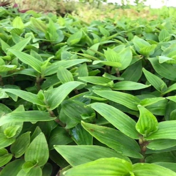 Tradescantia Albiflora Telgraf Çiçeği Fidesi(3 adet) - 2