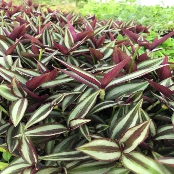 Alacalı Yapraklı Tradescantia Zebrina Telgraf Çiçeği Fidesi (5 adet) - 2