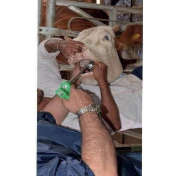 Büyükbaş Hap Bolus Mıknatıs Yutturma Sondası Aparatı - 3