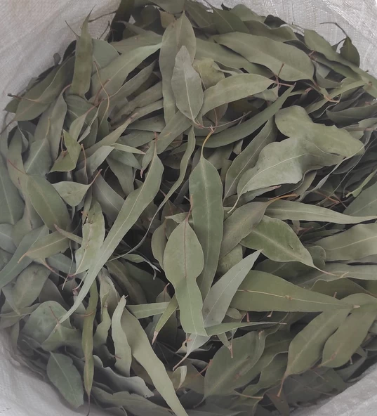 Okaliptus Yaprağı 100 gr ( Doğal Kurutulmuş, Elenmiş, Katkısız )