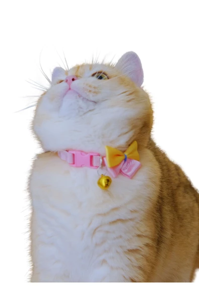 Kedi köpek tasması ayarlanabilir fiyonk detaylı lüx pet aksesuar - 4