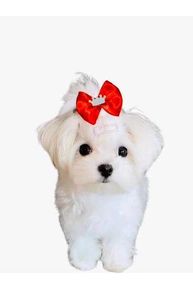 Kırmızı fiyonk köpek tokası lastikli 2 adet lüx şık tasarım - 2