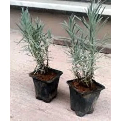 Lavanta Fidanı 4 Adet 15-25 cm Intermedia
