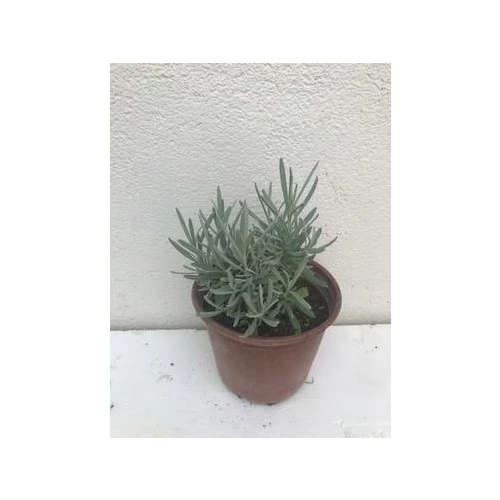 Aromatik Kokulu Lavanta Fidanı 1 Adet Angustifolia 10-20 cm