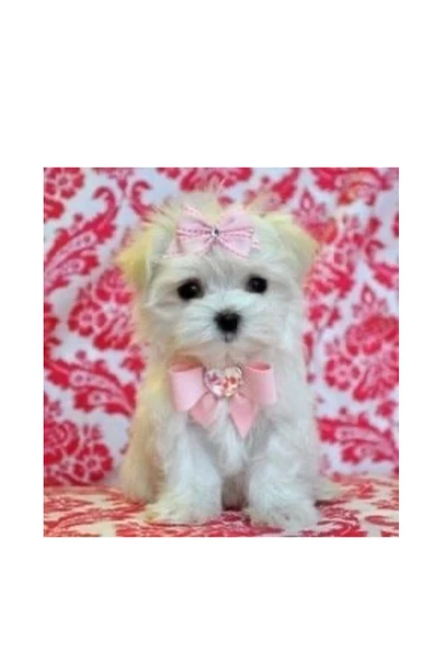 Pembe fiyonklu taşlı köpek toka tasma seti ayarlanabilir lüx tasarım - 3