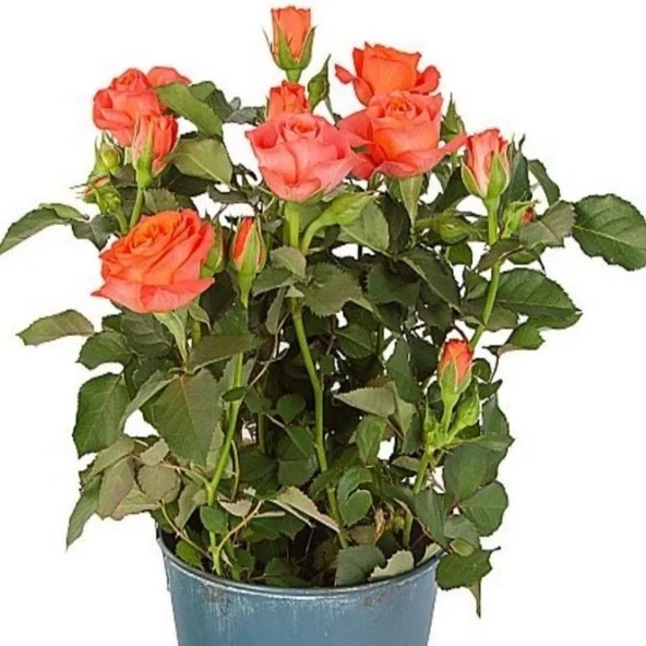 Eloise Turuncu Bodur Yediveren Gül Çiçeği Fidesi (1 adet Paper Potta) ürün görseli