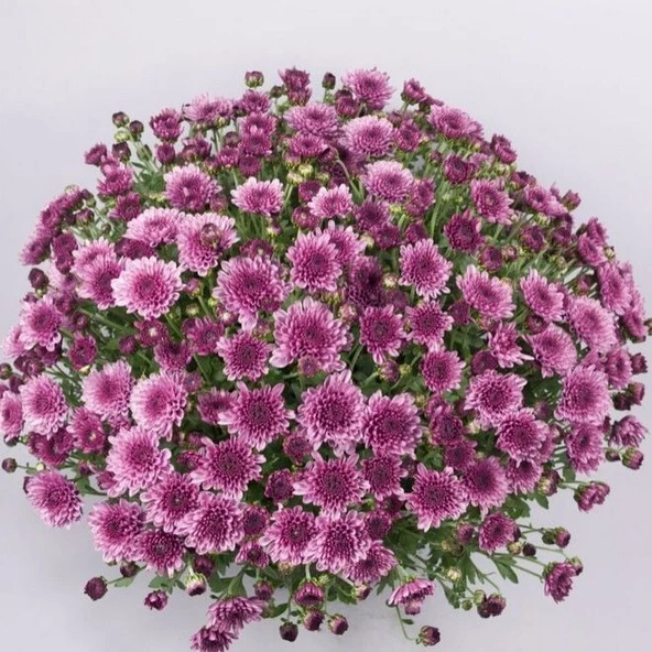 Özel Branfountain Purple  Kasımpatı Krizantem Çiçeği Fidesi (1 Adet)
