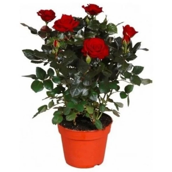 Emilian Bodur Yediveren Kırmızı Gül Çiçeği Fidesi (1 adet Paper Potta) ürün görseli