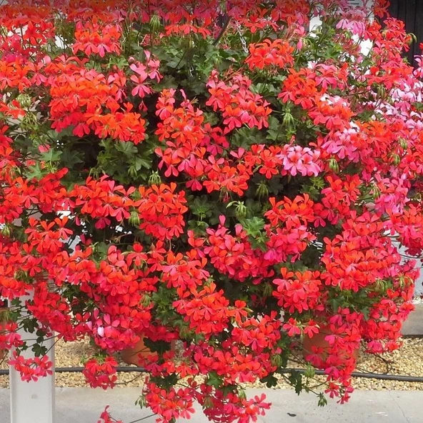 Ville De Paris Dark Pink Sarkan Sakız Sardunya Fidesi (1 adet) ürün görseli