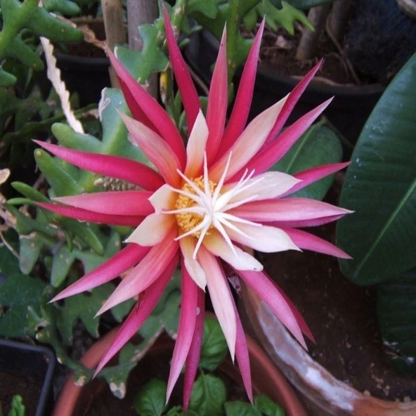 Epiphyllum Selenicereus Anthonyanus Atlas Çiçeği Fidanı (9 Luk Saksıda) - Resim 2