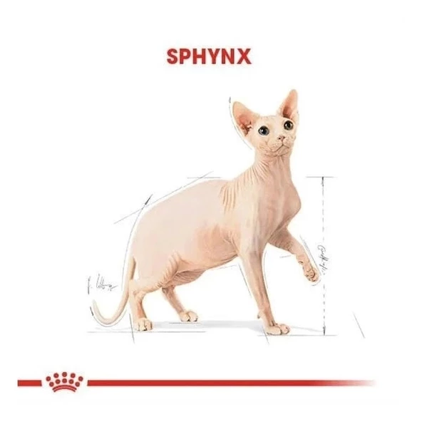 Royal Canin Tüysüz Sphynx Cinsi Yetişkin Kedi Maması 2 Kg - 4