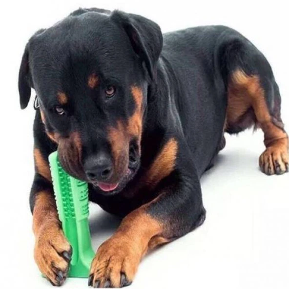 Köpek Diş Fırçası Isırma Aparatı Diş kaşıma oyuncağı BÜYÜK BOY