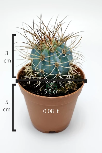 Mavi melo kaktüs Melocactus Azureus Türk şapkası kaktüsü - 5