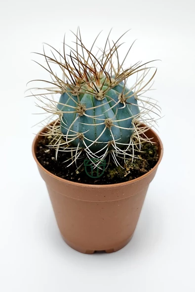 Mavi melo kaktüs Melocactus Azureus Türk şapkası kaktüsü