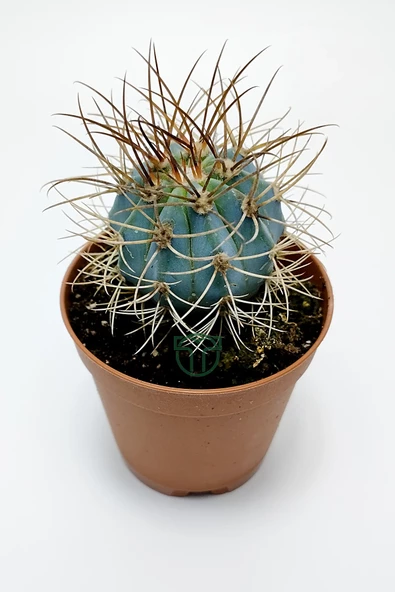 Mavi melo kaktüs Melocactus Azureus Türk şapkası kaktüsü - 2