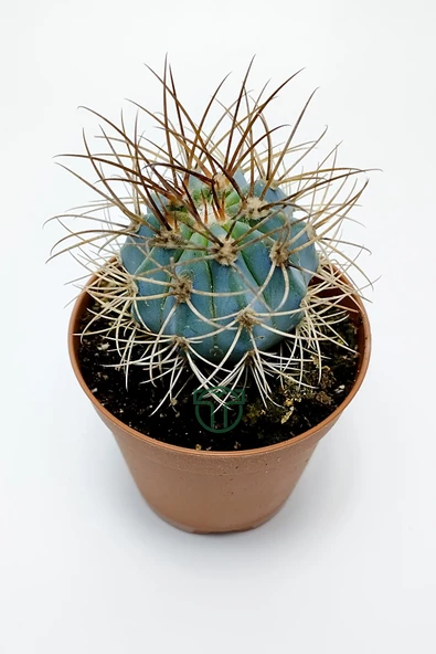 Mavi melo kaktüs Melocactus Azureus Türk şapkası kaktüsü - 3