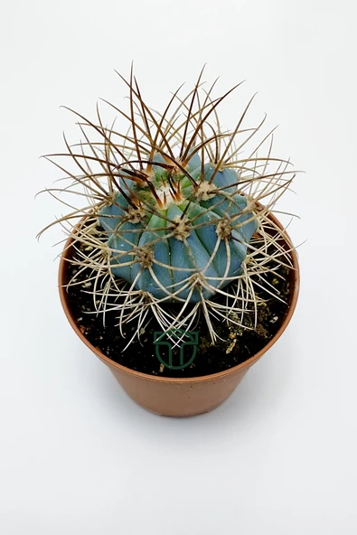 Mavi melo kaktüs Melocactus Azureus Türk şapkası kaktüsü - 4