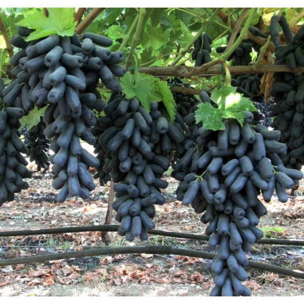 Tüplü Aroması Bol Çekirdeksiz Finger Black Üzüm Fidanı - Resim 2