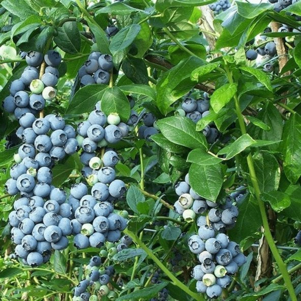 Tüplü Bluegold Yaban Mersini Fidanı - Resim 2