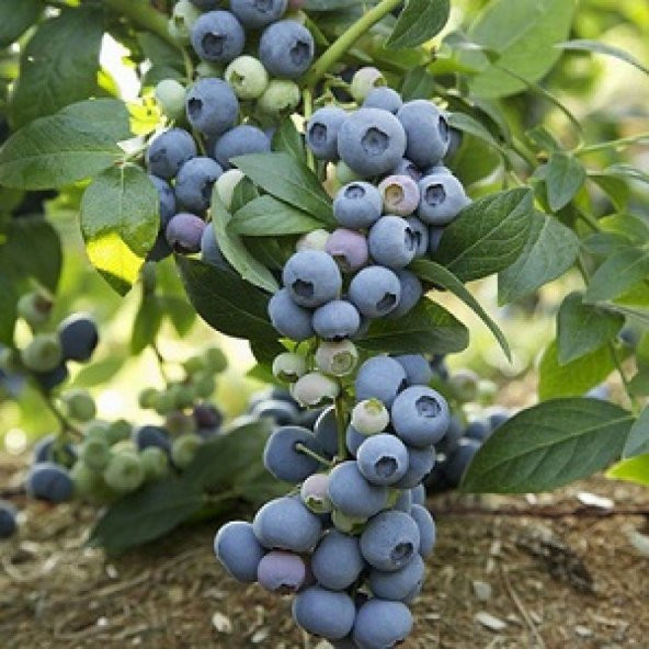Tüplü Bluejay Yaban Mersini Fidanı - 2