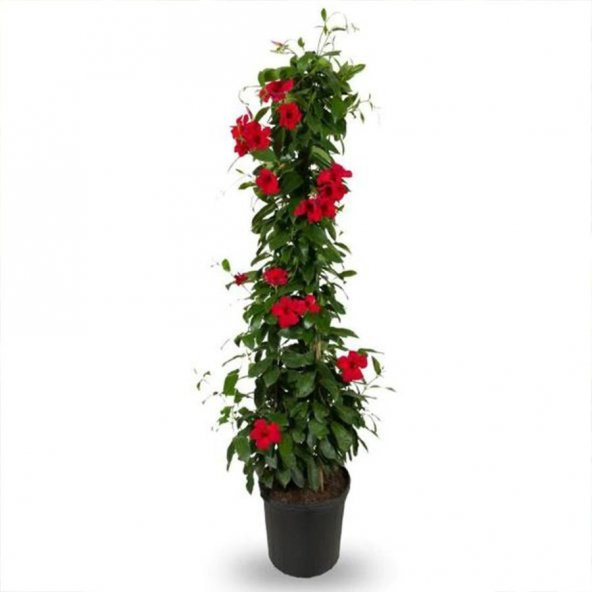Tüplü Red Mandevilla Fidanı (20-30 cm) - 3