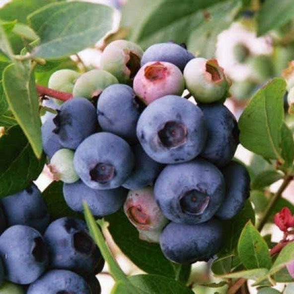 Tüplü Aromalı Bluecropt Yaban Mersini Fidanı - 2