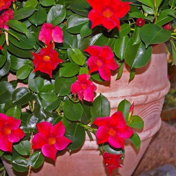 Tüplü Red Mandevilla Fidanı (20-30 cm) - 4