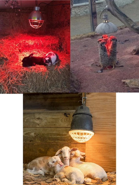 Avarson (6 Adet) 250W Kızılötesi (infrared) Isıtıcılı Hayvan Isıtma ve Kuluçka Lambası (Kırmızı Işık) E27 (Kalın Duy) - 3