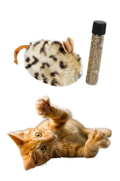 Catnipli kedi fare oyuncağı - 2