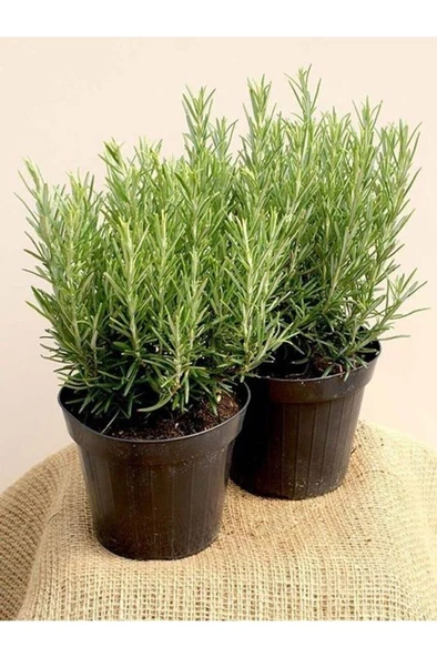 Biberiye Fidanı Rosmarinus Officinalis ürün görseli