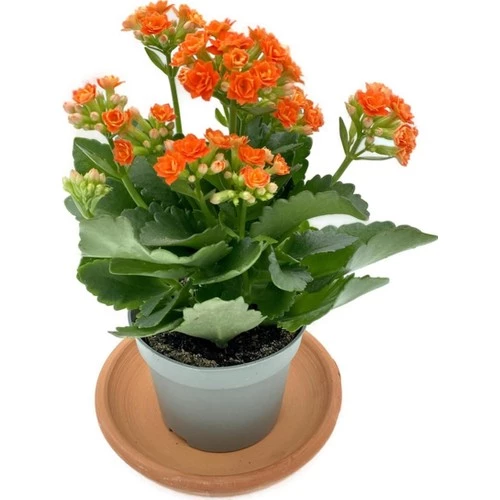 Kalanchoe (Kalanşo) Turuncu 10-20 cm - Resim 2