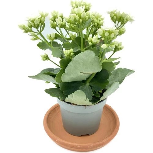 Beyaz 10-20 cm Kalanchoe Beyaz 10-20 cm - Resim 2