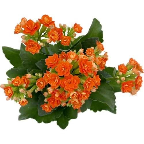 Kalanchoe (Kalanşo) Turuncu 10-20 cm ürün görseli