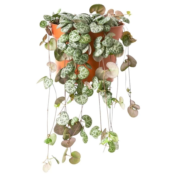 Sarkıcı Kalp Kalbe Karşı Çiçeği Ceropegia Woodii Sukulent Yumrusu (2 Adet)