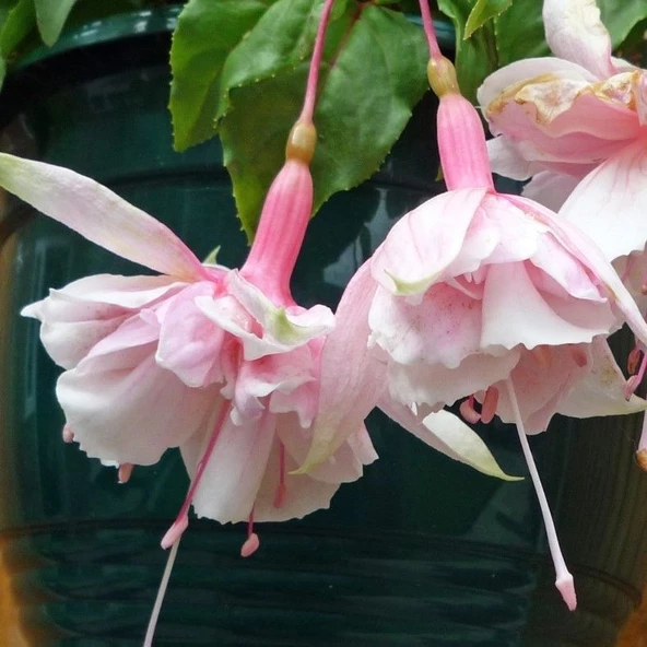 XXL Çiçekli Pink Marshmallow Küpe Çiçeği Fidesi (1 adet