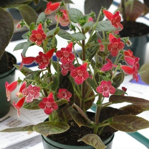 Carnival Kohleria Japon Küpelisi Çiçeği Fidesi (Mini Potta)