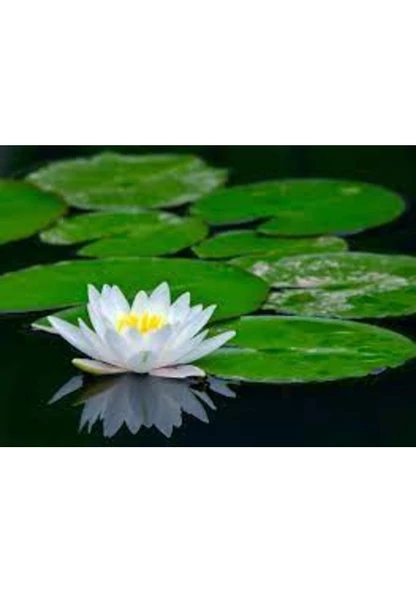 5 Adet Tohum Nadir Karışık Renkli Beyaz Lotus Çiçeği Tohumu Organik Su Zambağı Tohumu - 3