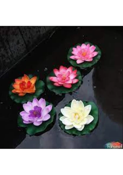 10 Adet Tohum Nadir Bulunan Karışık Lotus Çiçeği Tohum Nilüfer Su Zambak Tohumu Hediye Tohum