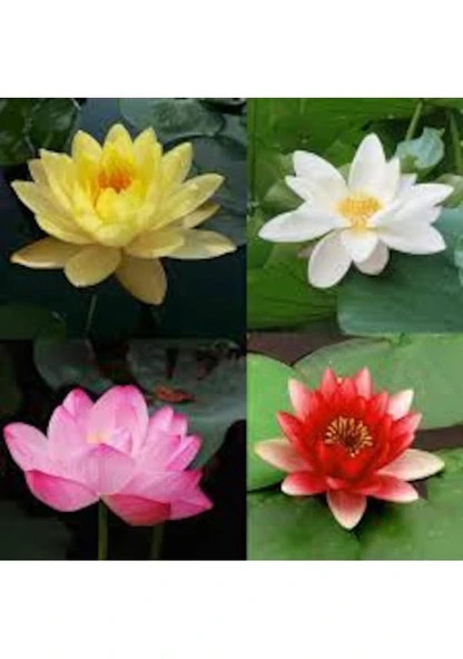 15 Adet Tohum Organik Karışık Renkli Lotus Çiçeği Tohumu Mis Kokulu Çiçek Nilüfer