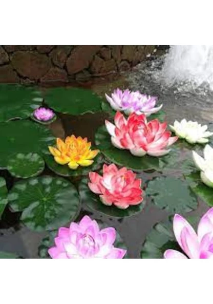 5 Adet Tohum Nadir Karışık Renkli Lotus Su Çiçeği Tohumu Nilüfer Su Zambağı Tohum - 3