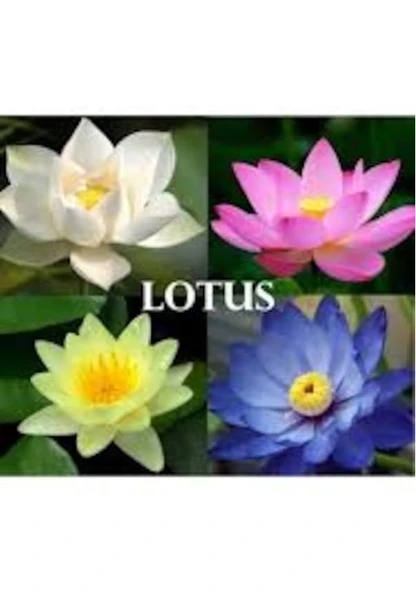 10 Adet Tohum Nadir Bulunan Karışık Lotus Çiçeği Tohum Nilüfer Su Zambak Tohumu Hediye Tohum - 2