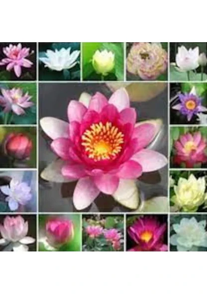 15 Adet Tohum Organik Karışık Renkli Lotus Çiçeği Tohumu Mis Kokulu Çiçek Nilüfer - 3