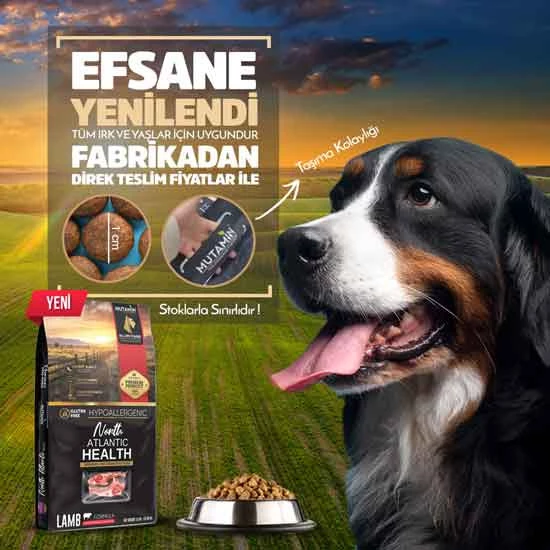 Kampanya !North Atlantic Health Kuzu Etli Köpek Maması 15 kg + Somon Yağı 150mL Hediye ! - Resim 4
