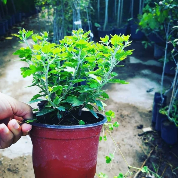 Altuni Sarı Kasımpatı Krizantem Chrysanthemum 10-20 cm