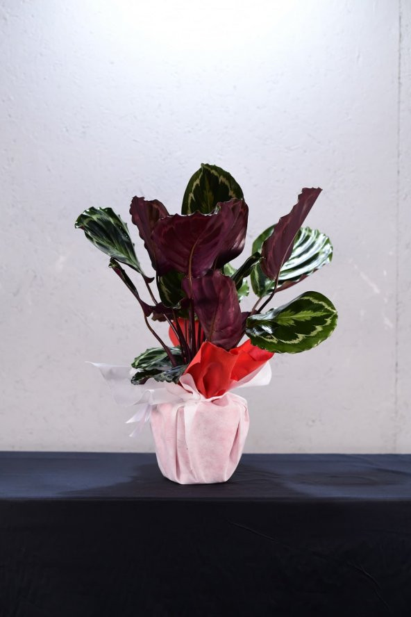 calathea saksı çiçeği