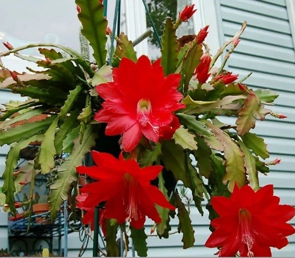 Epiphyllum Selenicereus Anthonyanus Atlas Çiçeği Fidanı (9 Luk Saksıda) ürün görseli 1